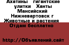 Ахатины - гигантские улитки - Ханты-Мансийский, Нижневартовск г. Животные и растения » Отдам бесплатно   